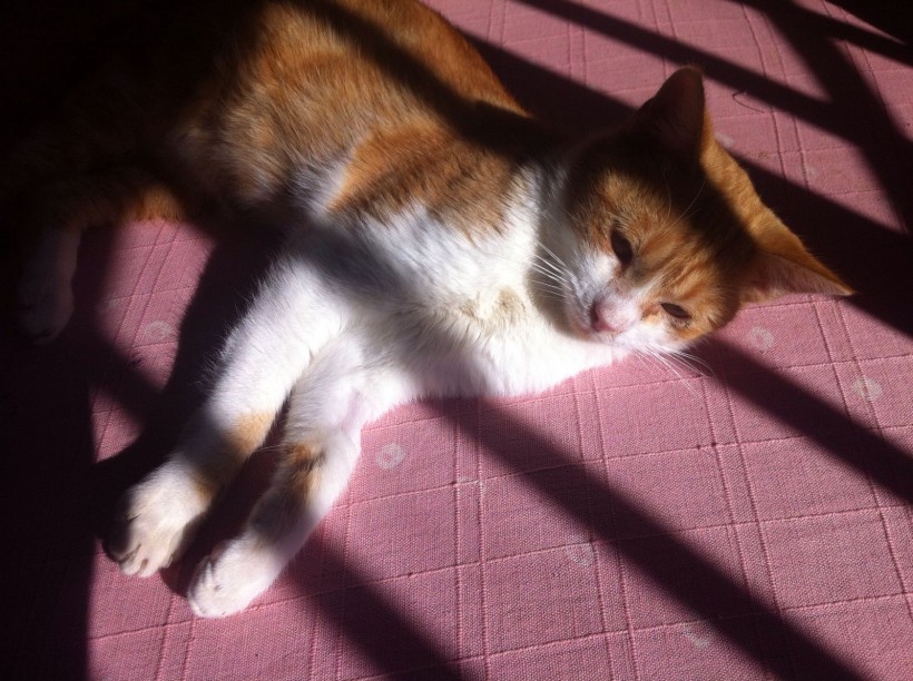 JERI EN ADOPCION JERI EN ADOPCION