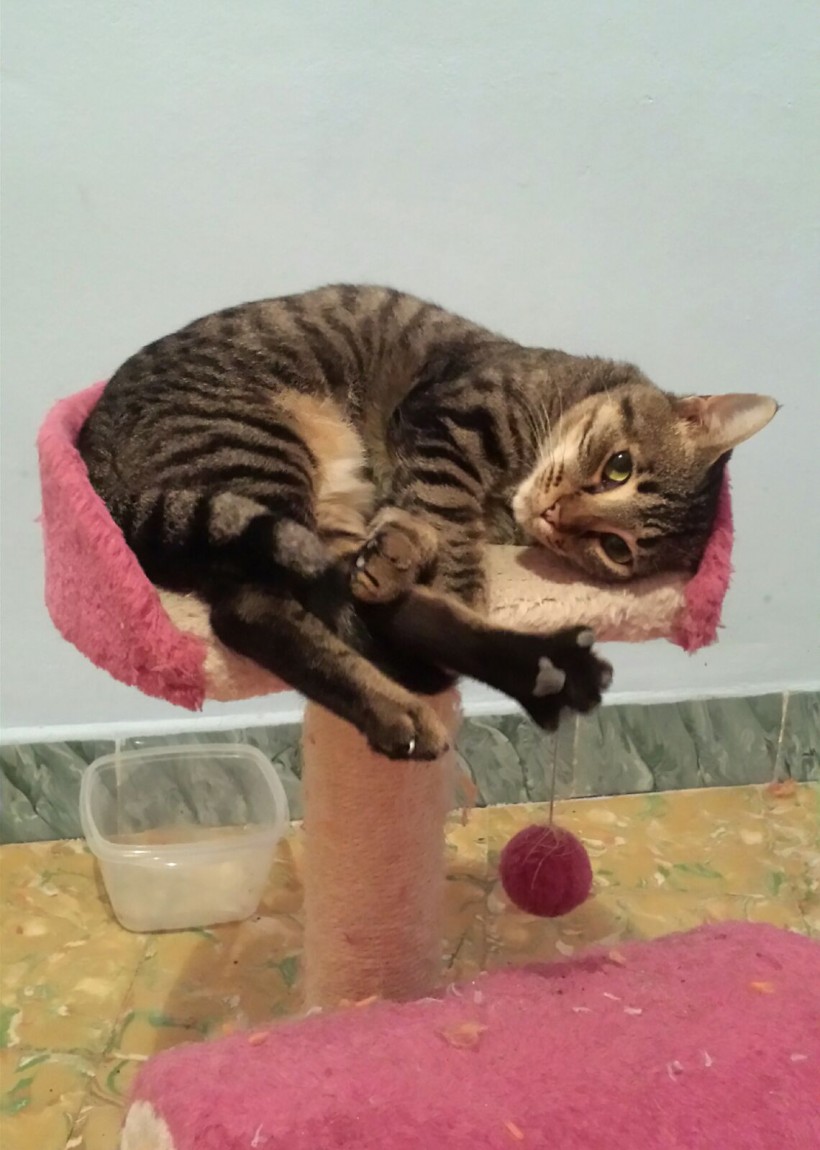 KHALEESI EN ADOPCION KHALEESI EN ADOPCION