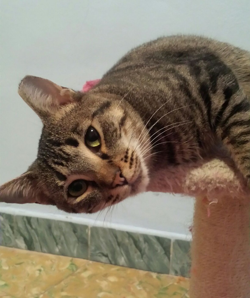 KHALEESI EN ADOPCION KHALEESI EN ADOPCION