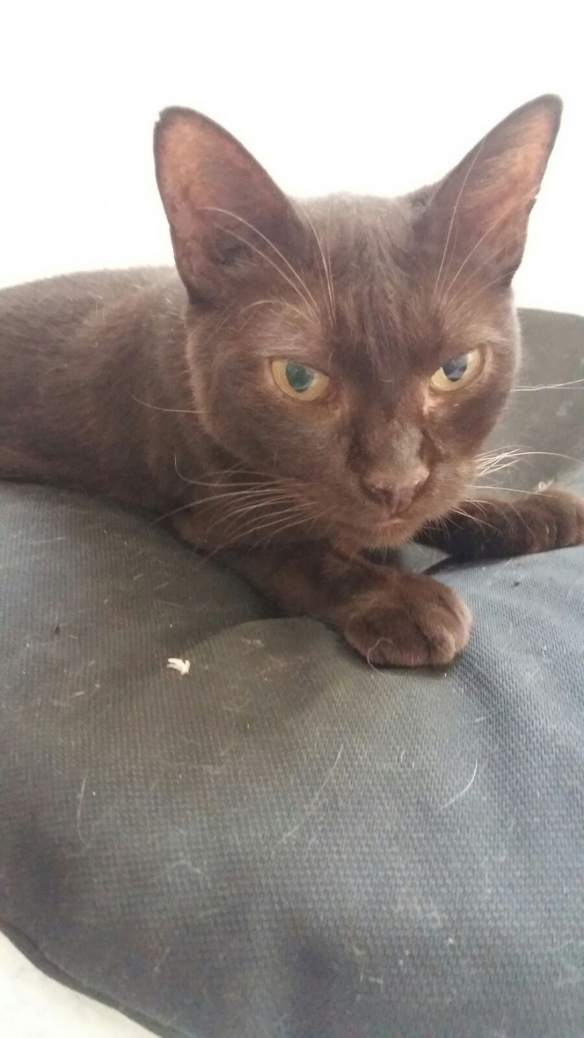 LA MORENA EN ADOPCION LA MORENA EN ADOPCION