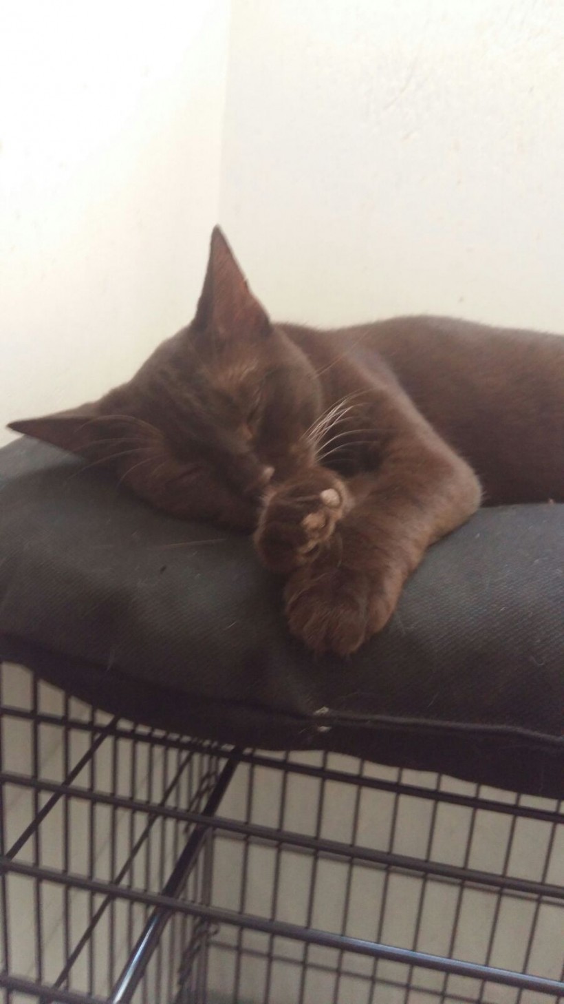 LA MORENA EN ADOPCION LA MORENA EN ADOPCION