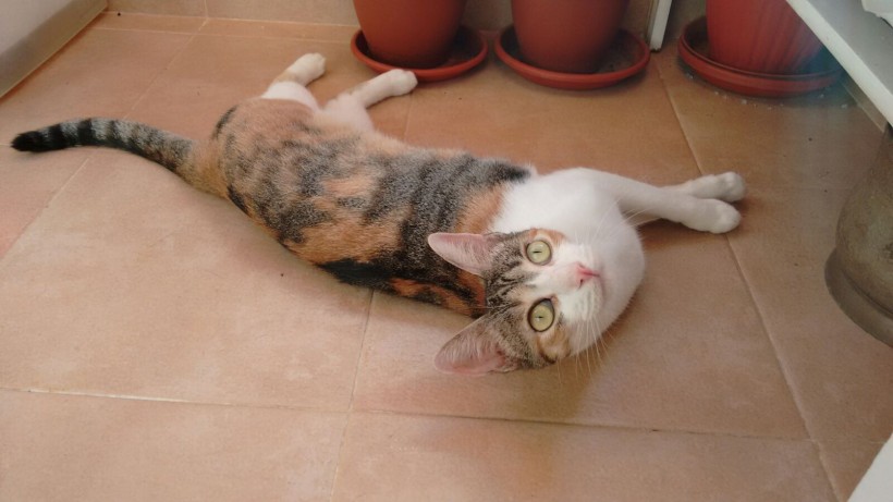 LENA EN ADOPCION LENA EN ADOPCION