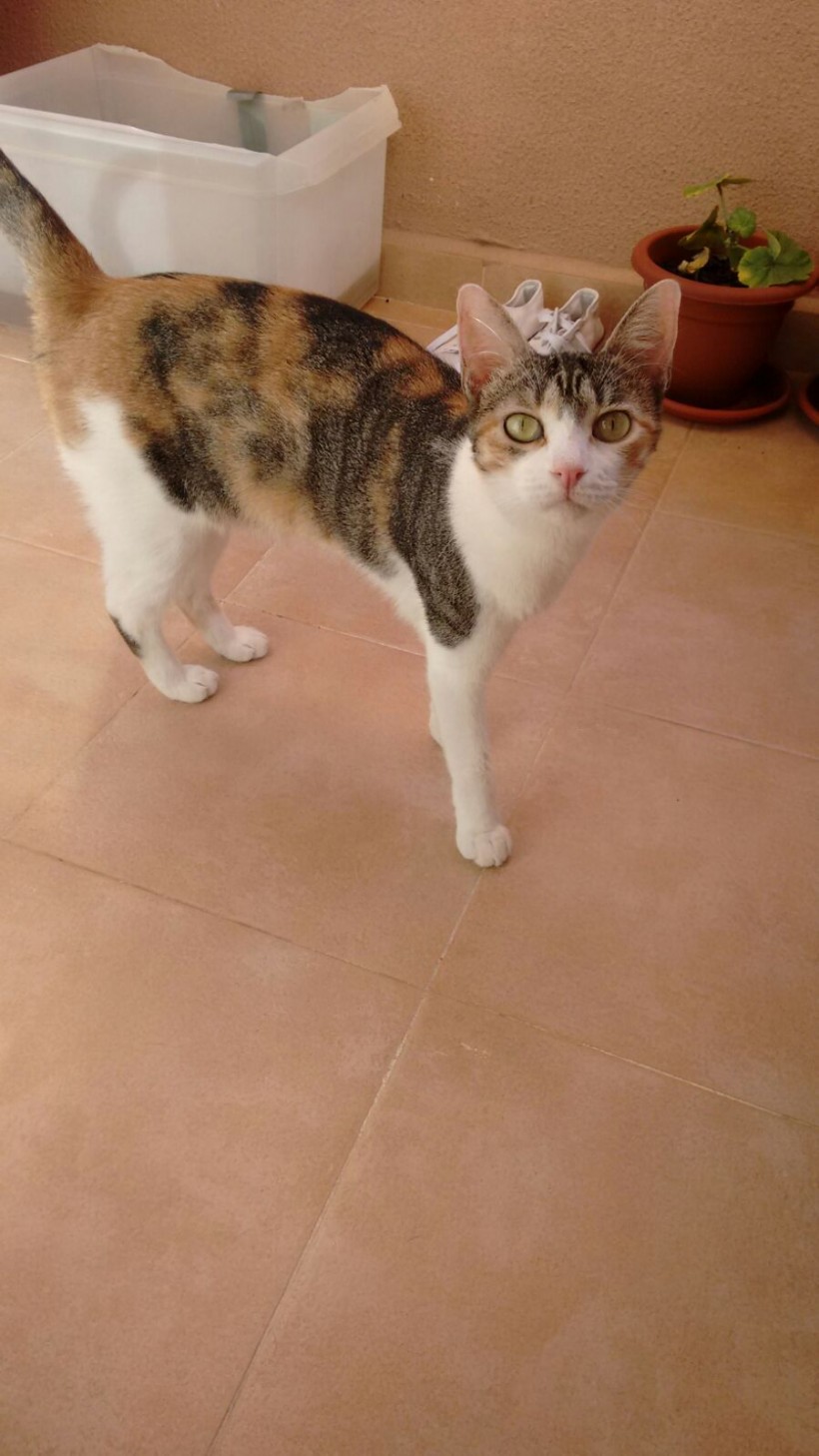 LENA EN ADOPCION LENA EN ADOPCION