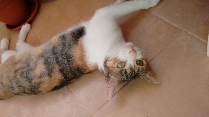 LENA EN ADOPCION LENA EN ADOPCION