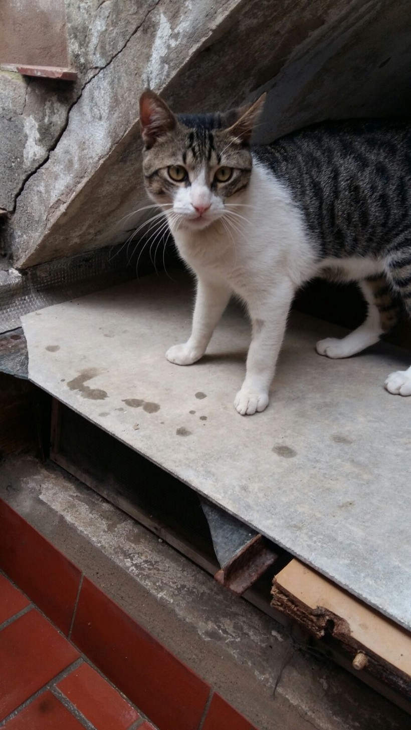 LUCKY EN ADOPCION LUCKY EN ADOPCION