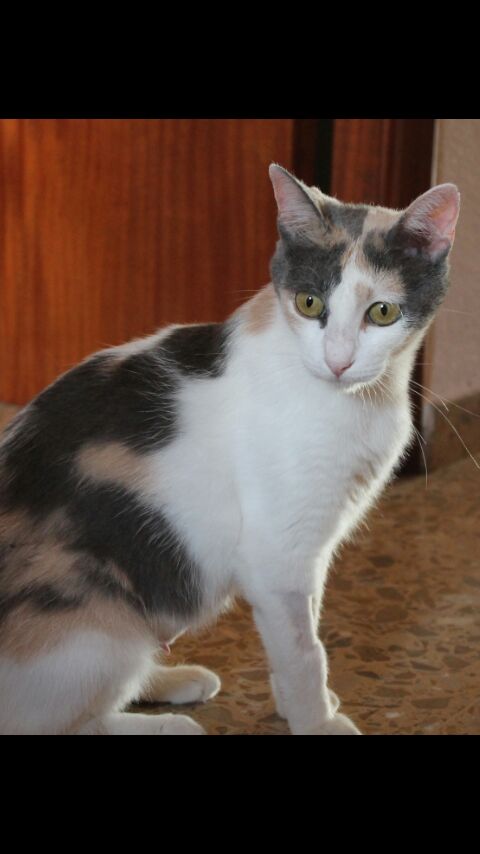 MAMI EN ADOPCION MAMI EN ADOPCION