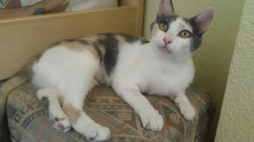 MAMI EN ADOPCION MAMI EN ADOPCION