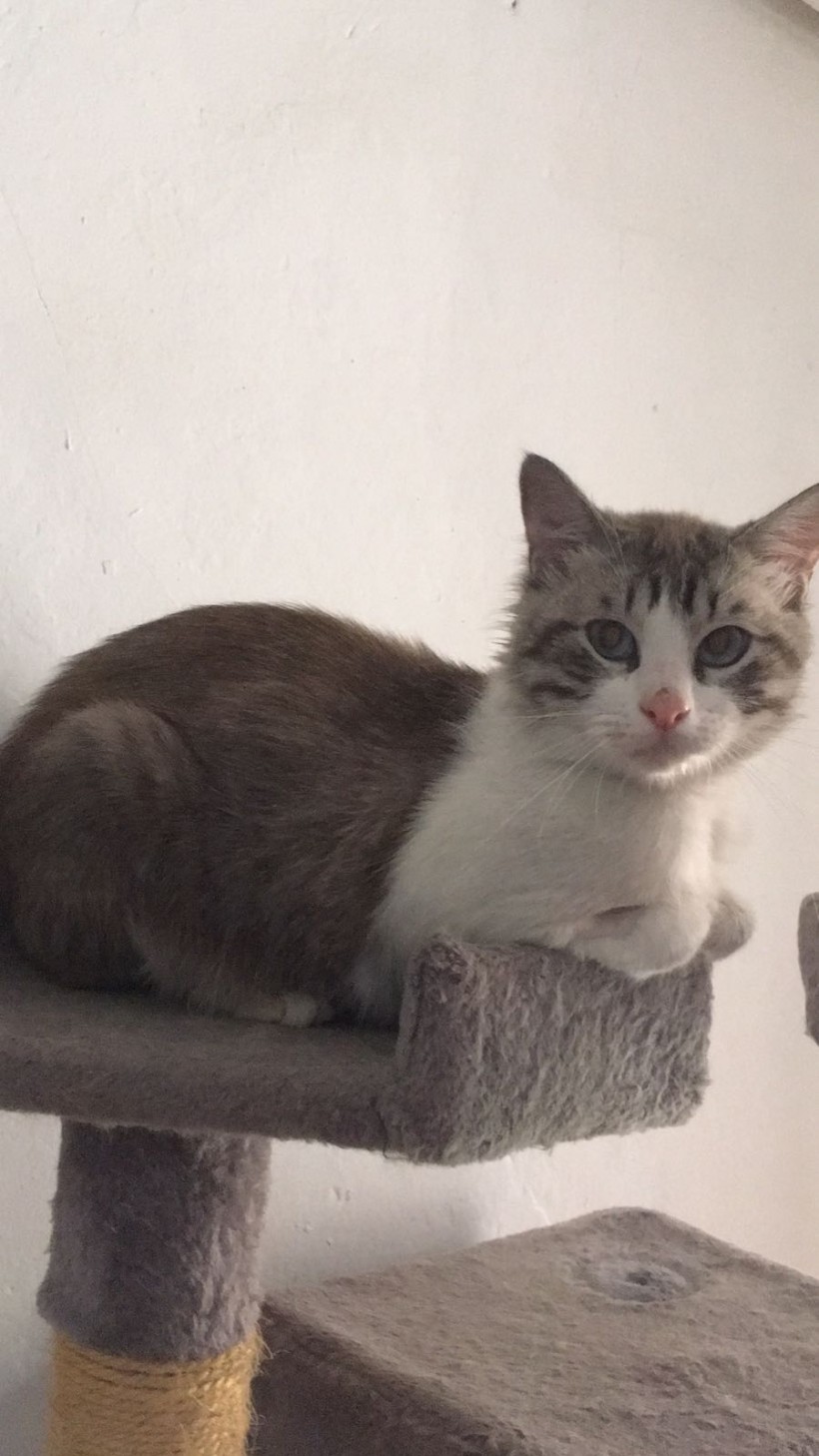 MANOLIN EN ADOPCION MANOLIN EN ADOPCION