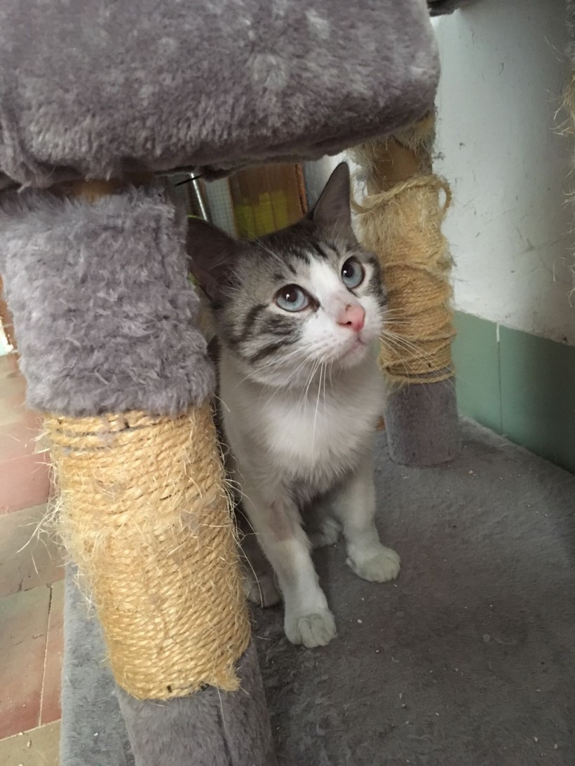 MANOLIN EN ADOPCION MANOLIN EN ADOPCION