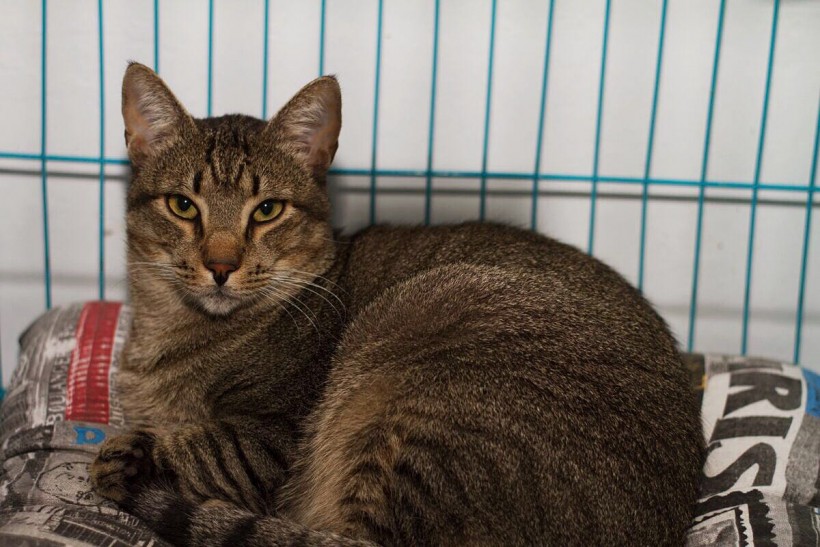 MANU EN ADOPCION MANU EN ADOPCION