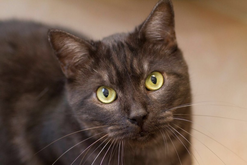 NEGRI EN ADOPCION NEGRI EN ADOPCION