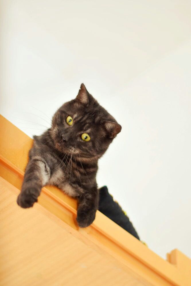 NEGRI EN ADOPCION NEGRI EN ADOPCION