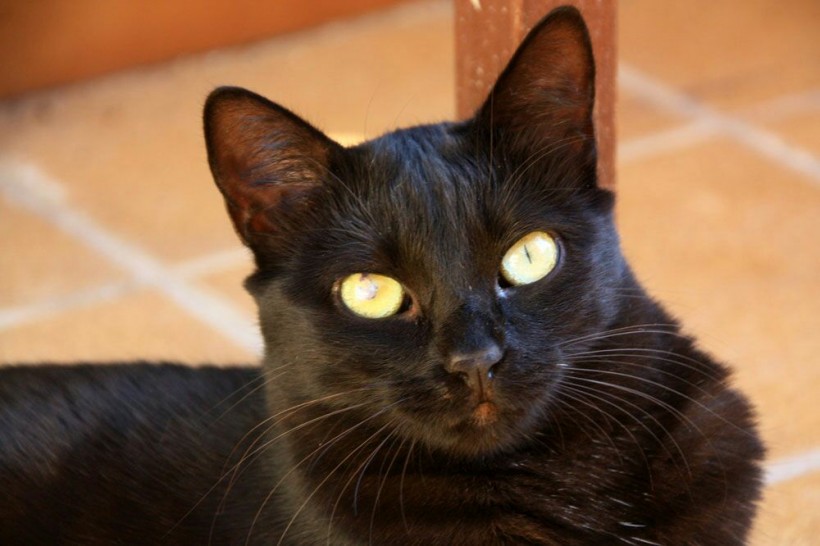 NEGRITA EN ADOPCION NEGRITA EN ADOPCION