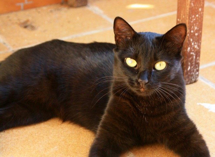 NEGRITA EN ADOPCION NEGRITA EN ADOPCION