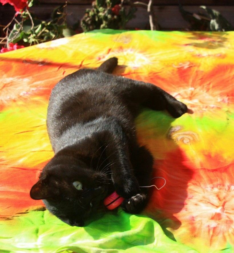 NEGRITA EN ADOPCION NEGRITA EN ADOPCION