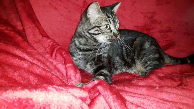 QUIMI EN ADOPCION QUIMI EN ADOPCION