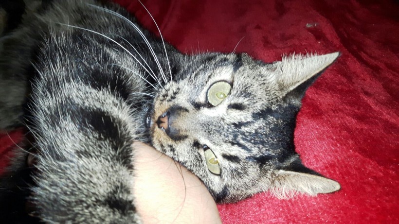 QUIMI EN ADOPCION QUIMI EN ADOPCION