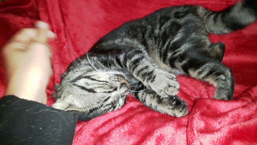 QUIMI EN ADOPCION QUIMI EN ADOPCION