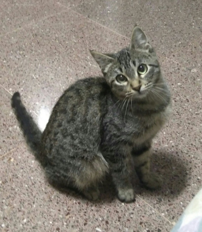 SONSOLES EN ADOPCION SONSOLES EN ADOPCION