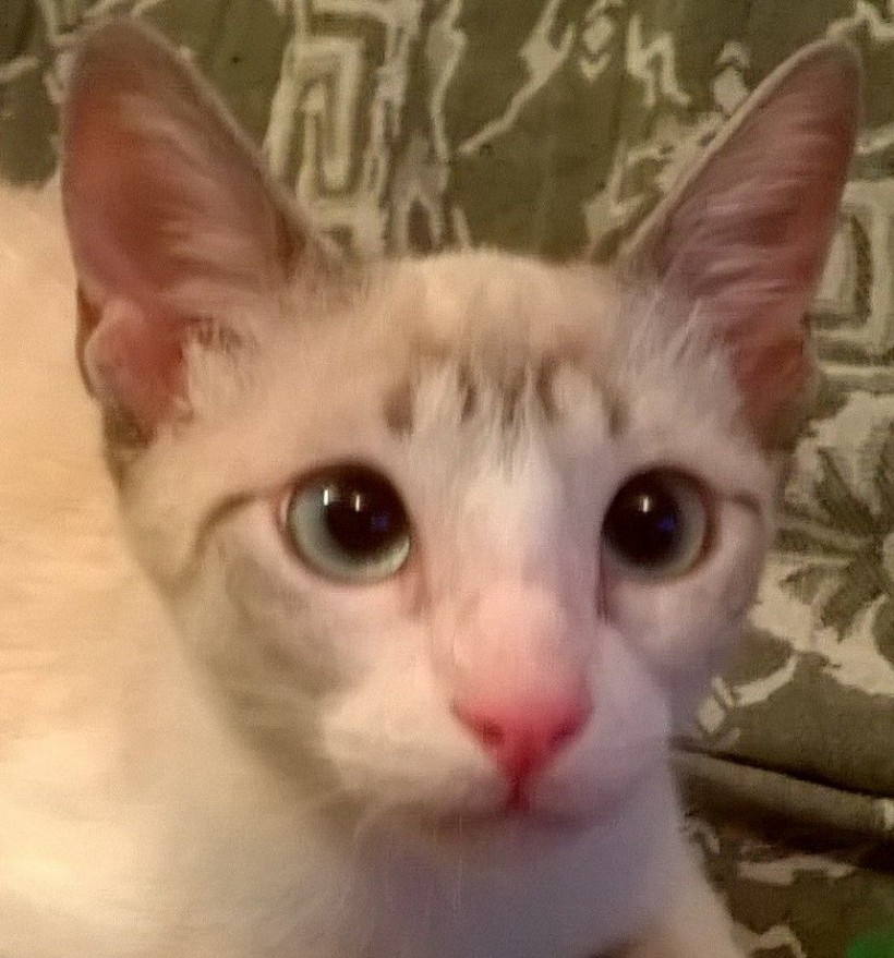 TRISS EN ADOPCION TRISS EN ADOPCION