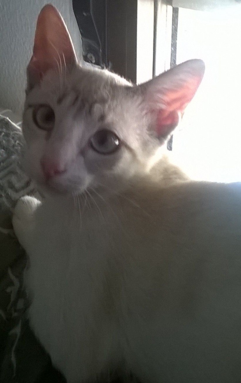 TRISS EN ADOPCION TRISS EN ADOPCION