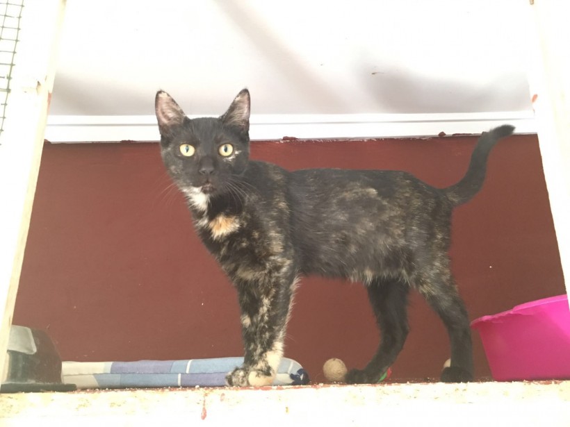 VITA EN ADOPCION VITA EN ADOPCION