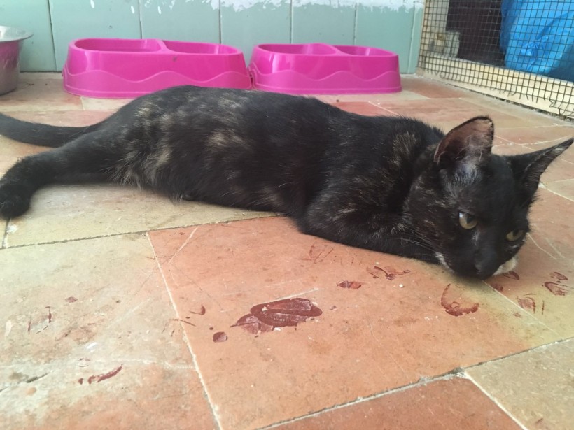 VITA EN ADOPCION VITA EN ADOPCION