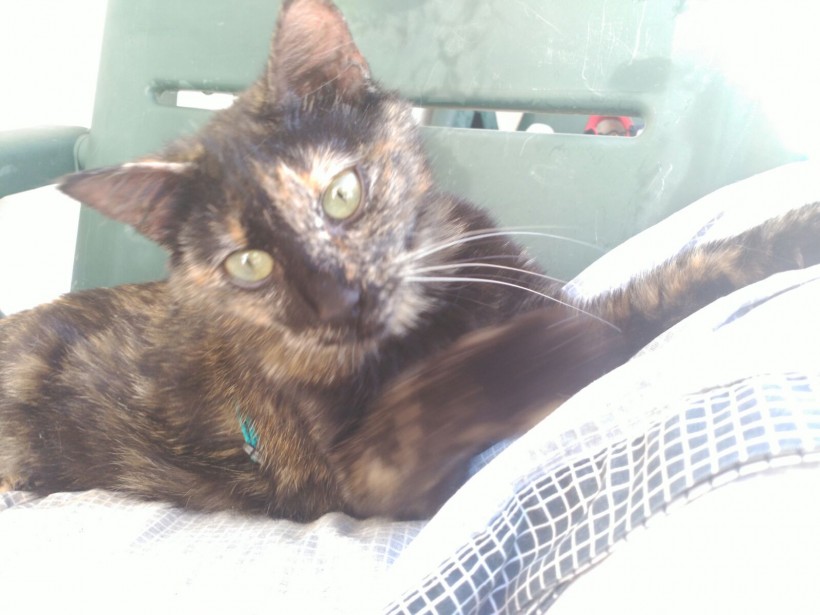 AMARAL EN ADOPCIÓN AMARAL EN ADOPCIÓN