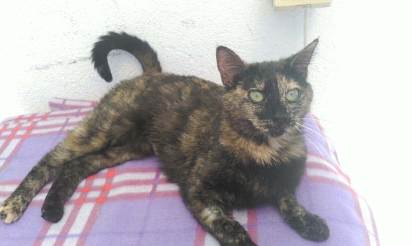 AMARAL EN ADOPCIÓN AMARAL EN ADOPCIÓN