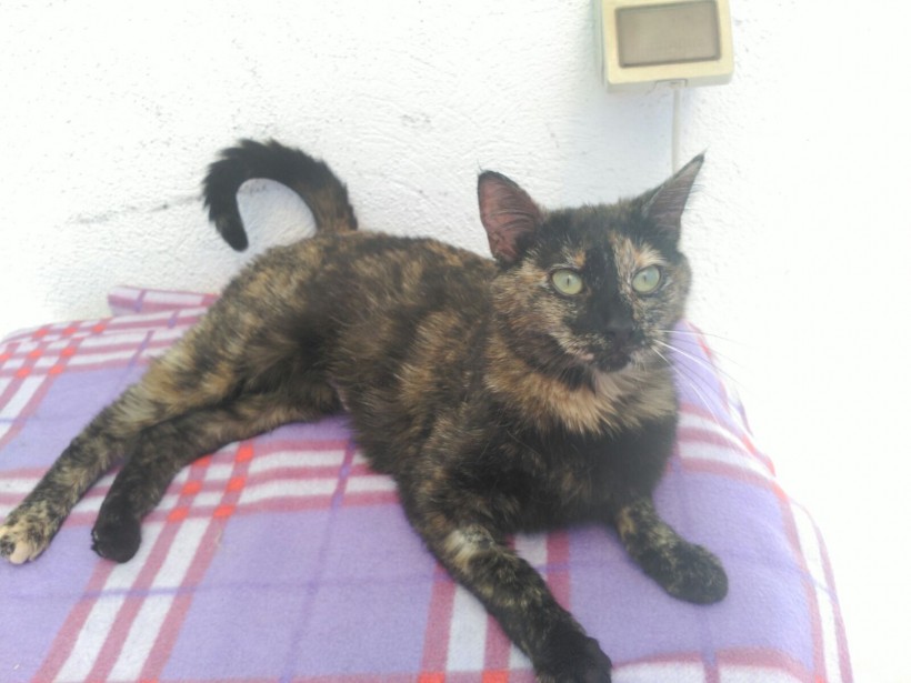 AMARAL EN ADOPCIÓN AMARAL EN ADOPCIÓN