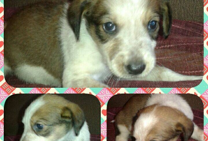 ALANA CACHORRITA EN ADOPCION ALANA CACHORRITA EN ADOPCION