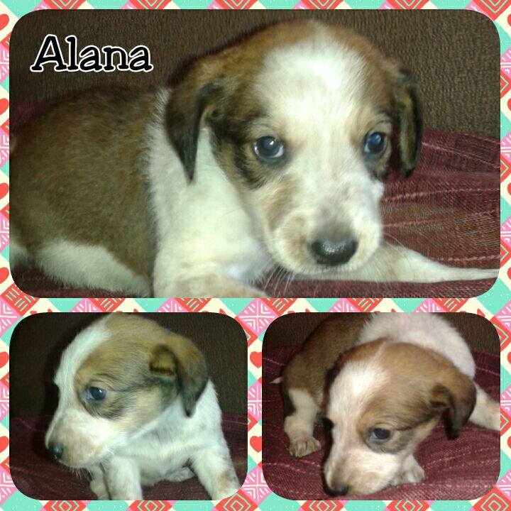 ALANA CACHORRITA EN ADOPCION ALANA CACHORRITA EN ADOPCION