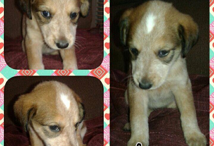 ANGY CACHORRITA EN ADOPCIÓN