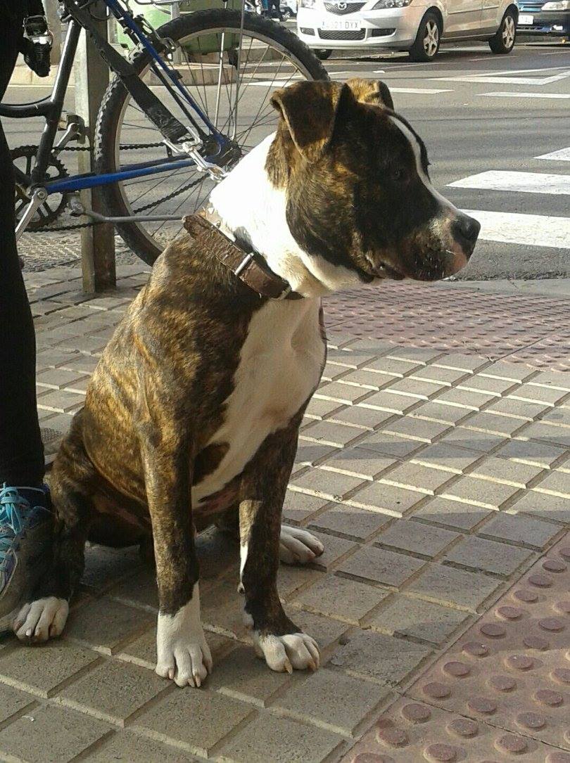 BACK PERRO BUSCA ACOGIDA BACK PERRO BUSCA ACOGIDA