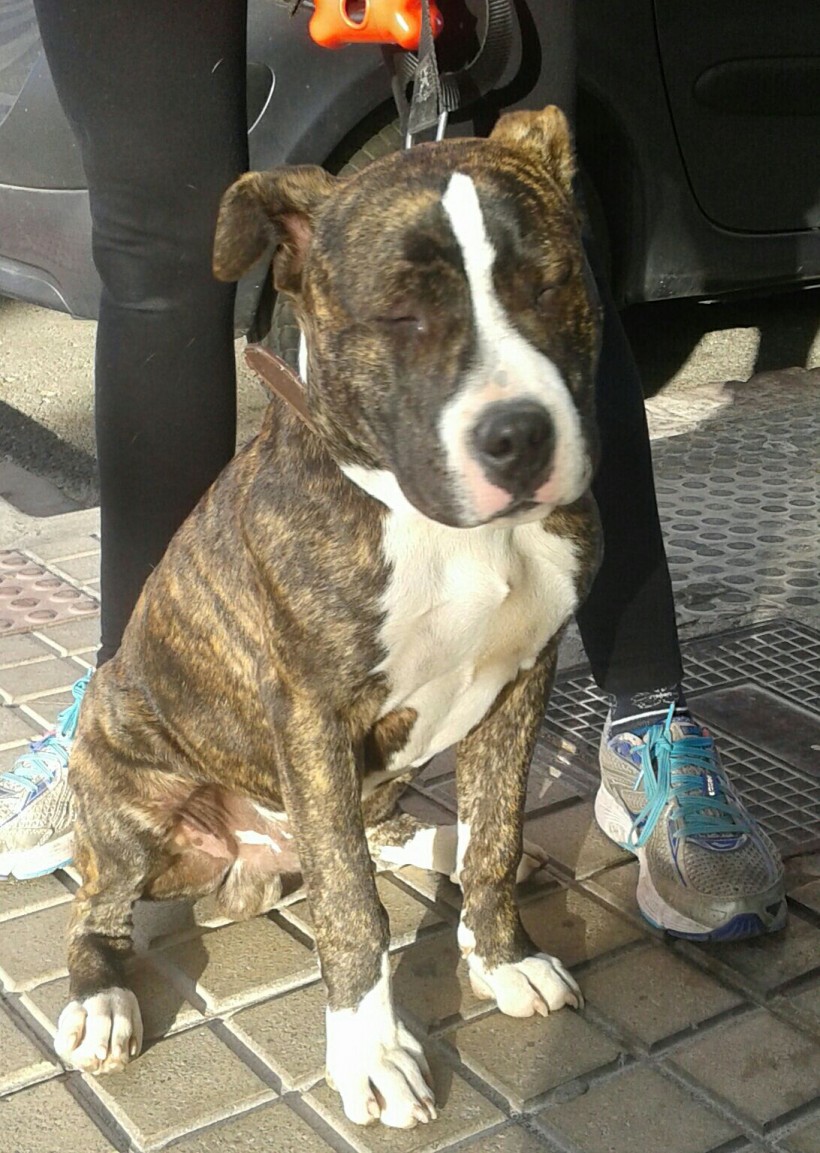 BACK PERRO BUSCA ACOGIDA BACK PERRO BUSCA ACOGIDA