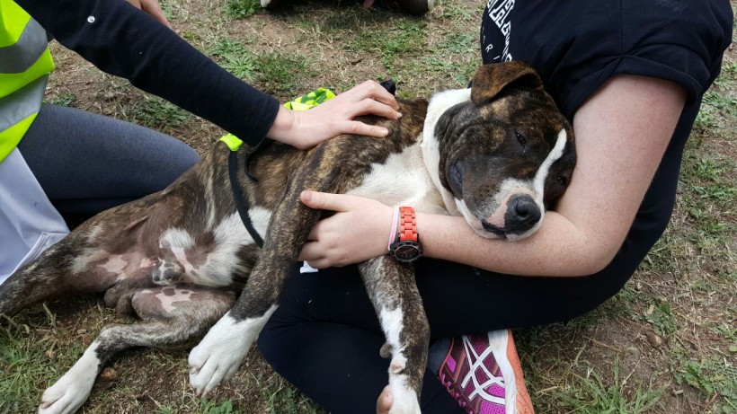 BACK PERRO BUSCA ACOGIDA BACK PERRO BUSCA ACOGIDA