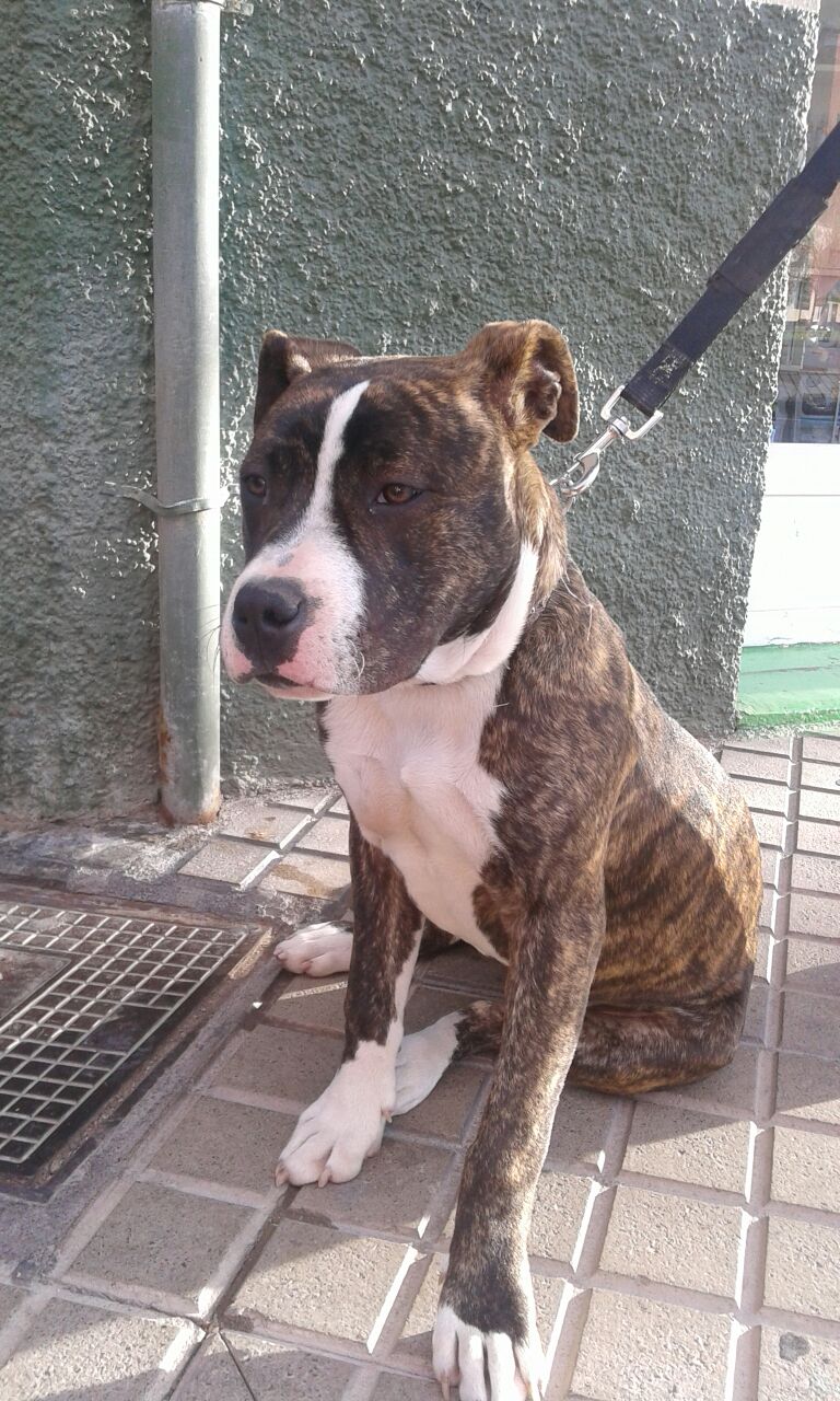 BACK PERRO BUSCA ACOGIDA BACK PERRO BUSCA ACOGIDA