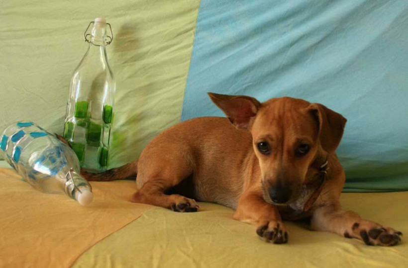 BENJI PERRO EN ADOPCION BENJI PERRO EN ADOPCION