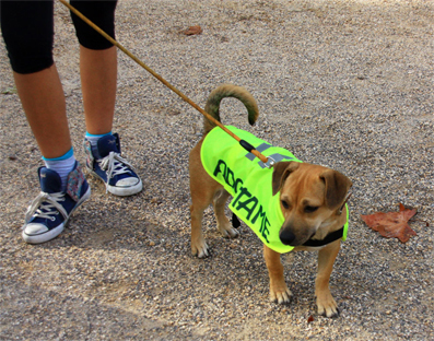 BENJI PERRO EN ADOPCION BENJI PERRO EN ADOPCION