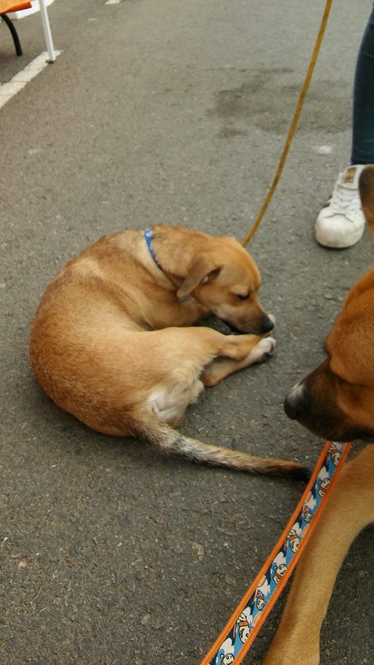 BENJI PERRO EN ADOPCION BENJI PERRO EN ADOPCION