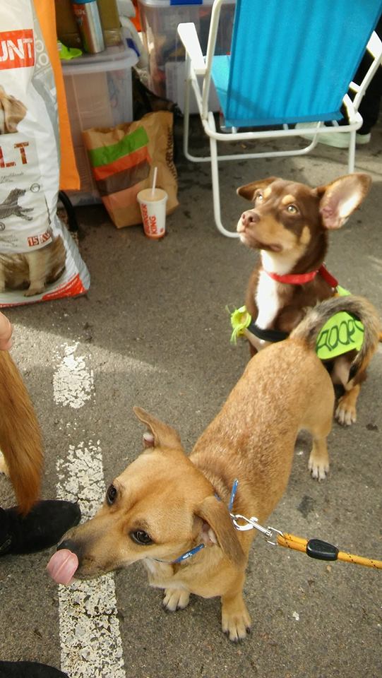 BENJI PERRO EN ADOPCION BENJI PERRO EN ADOPCION