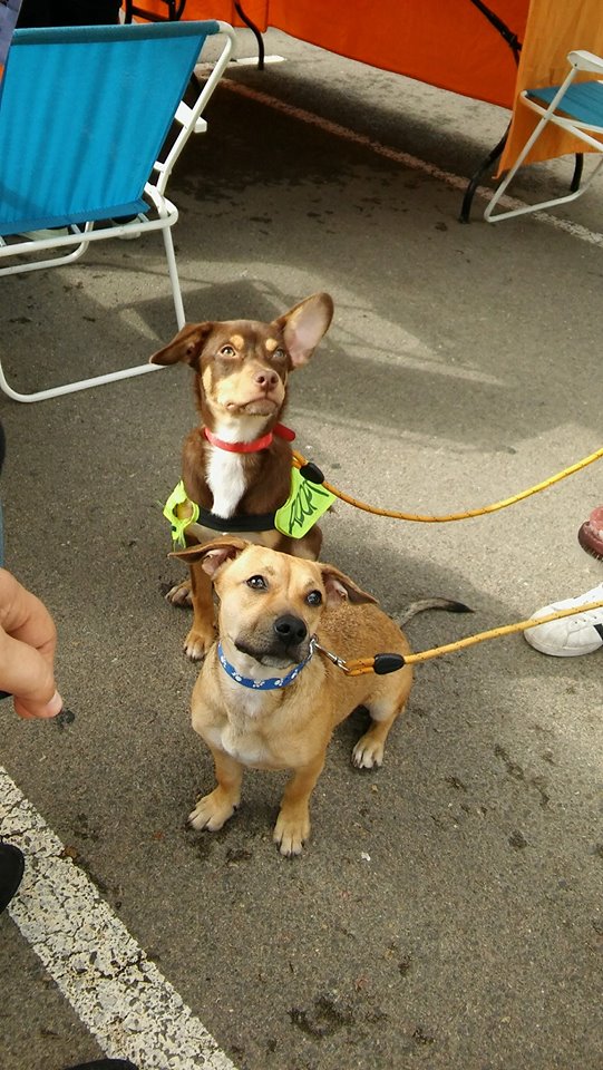 BENJI PERRO EN ADOPCION BENJI PERRO EN ADOPCION