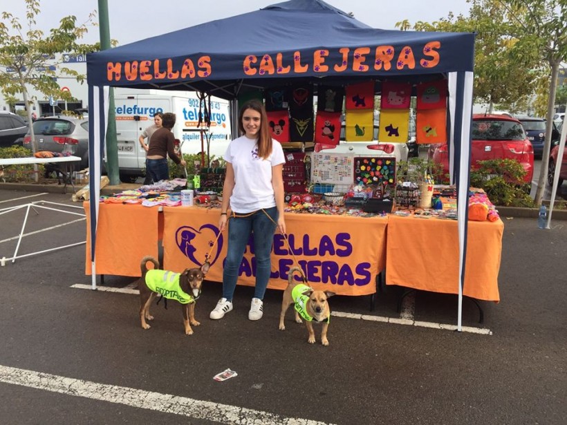 BENJI PERRO EN ADOPCION BENJI PERRO EN ADOPCION