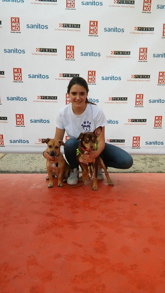 BENJI PERRO EN ADOPCION BENJI PERRO EN ADOPCION