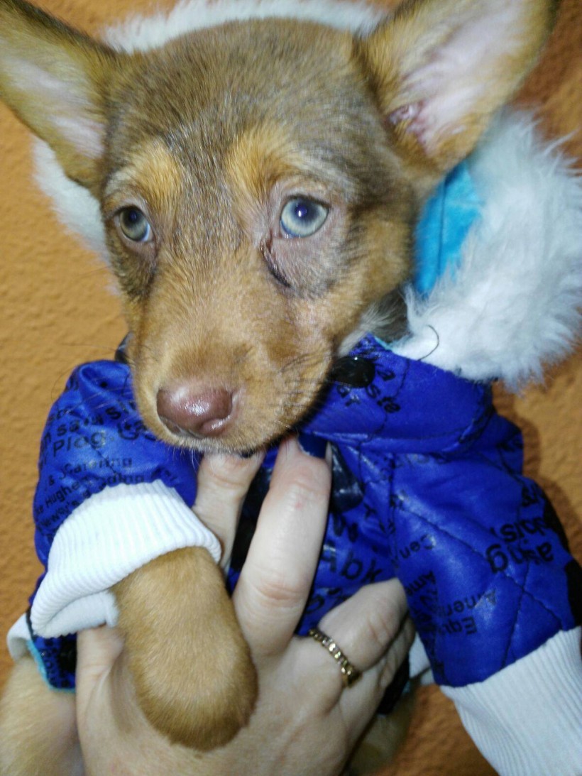 KATY CACHORRITA EN ADOPCIÓN KATY CACHORRITA EN ADOPCIÓN