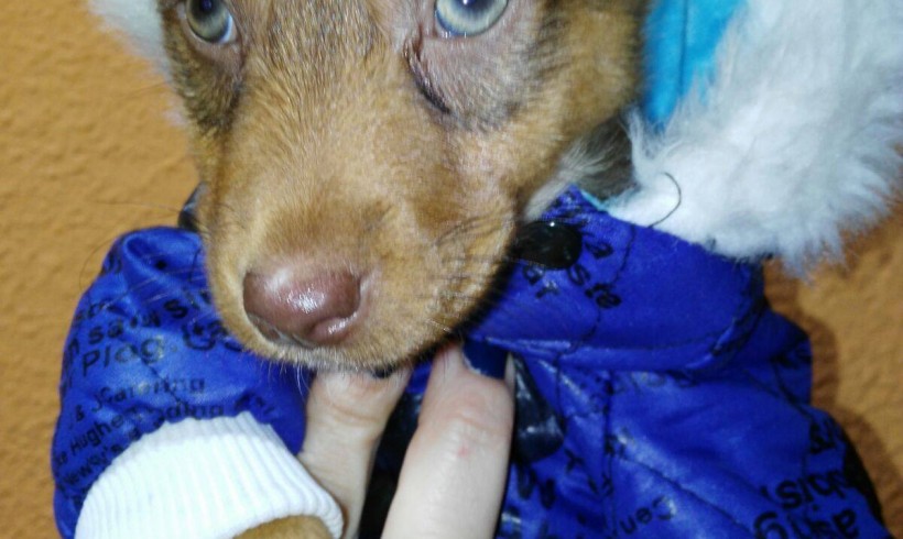 KATY CACHORRITA EN ADOPCIÓN