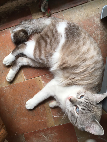 FERNANDO EN ADOPCION FERNANDO EN ADOPCION