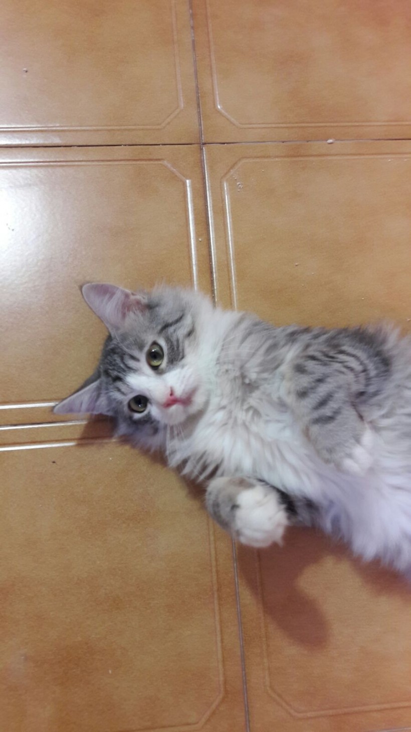 FERNANDO EN ADOPCION FERNANDO EN ADOPCION