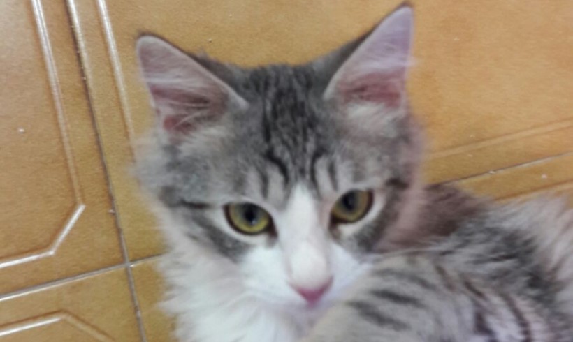 FERNANDO EN ADOPCION FERNANDO EN ADOPCION