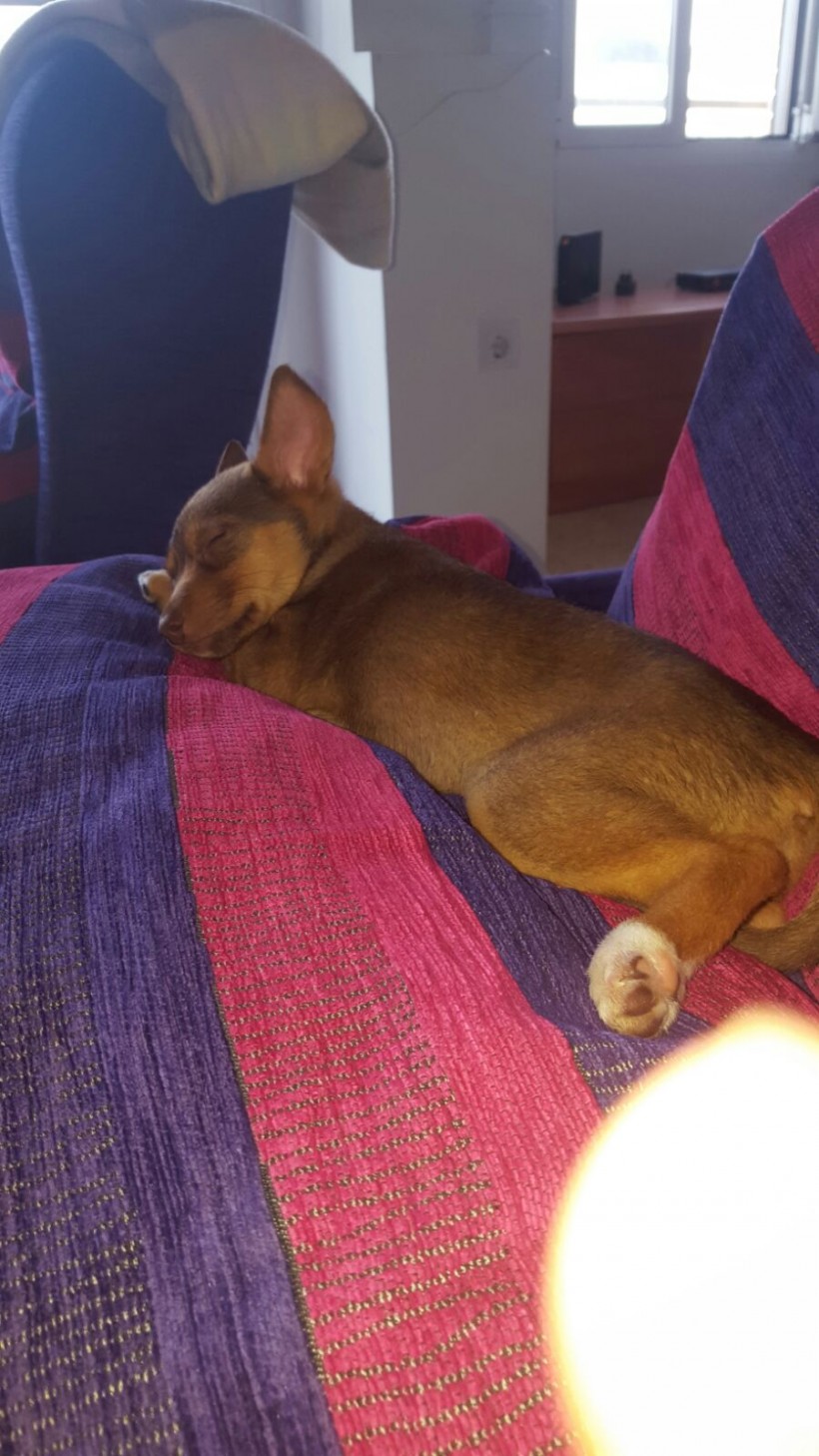 KATY CACHORRITA EN ADOPCIÓN KATY CACHORRITA EN ADOPCIÓN